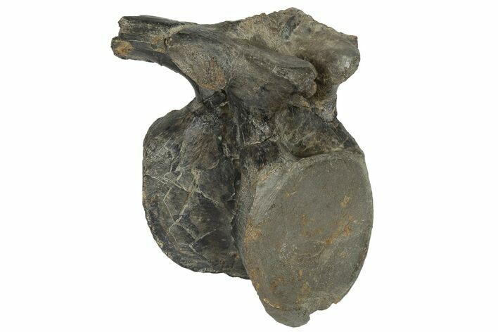 Ornithopod Dinosaur Vertebra - Isle of Wight, England #171296